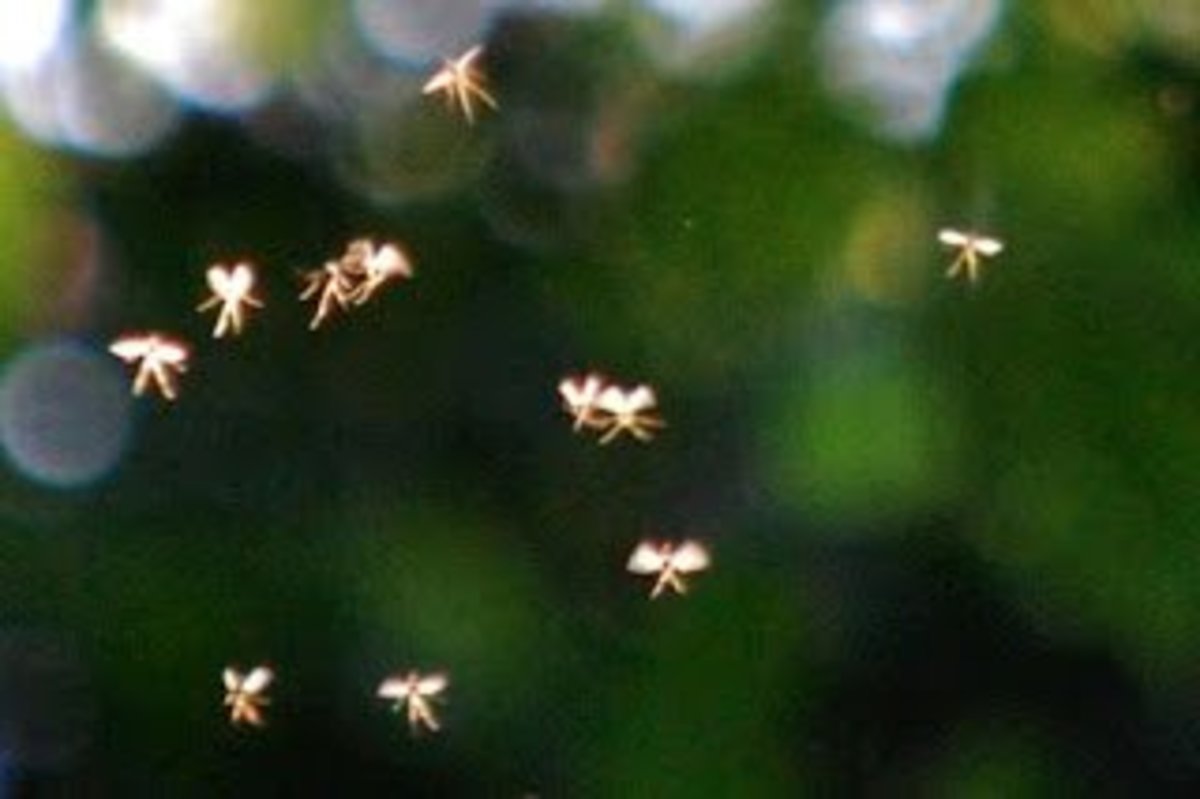 Are Fairies Real? University Professor's Photos Say Yes