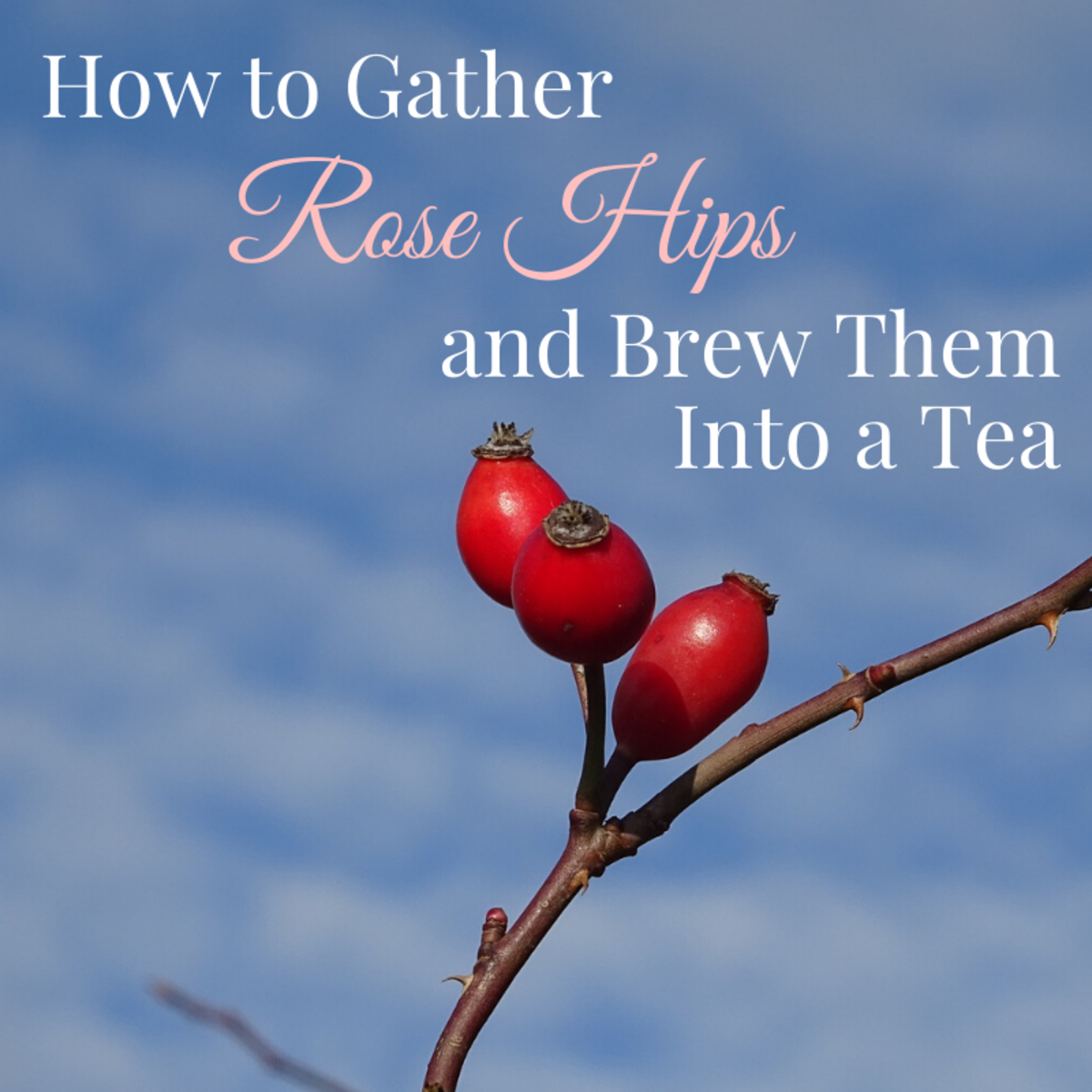 How To Gather Rose Hips And Make Them Into Tea Delishably