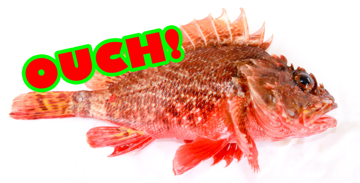 What to Do If You're Stung by a Scorpionfish or Lionfish: My Story