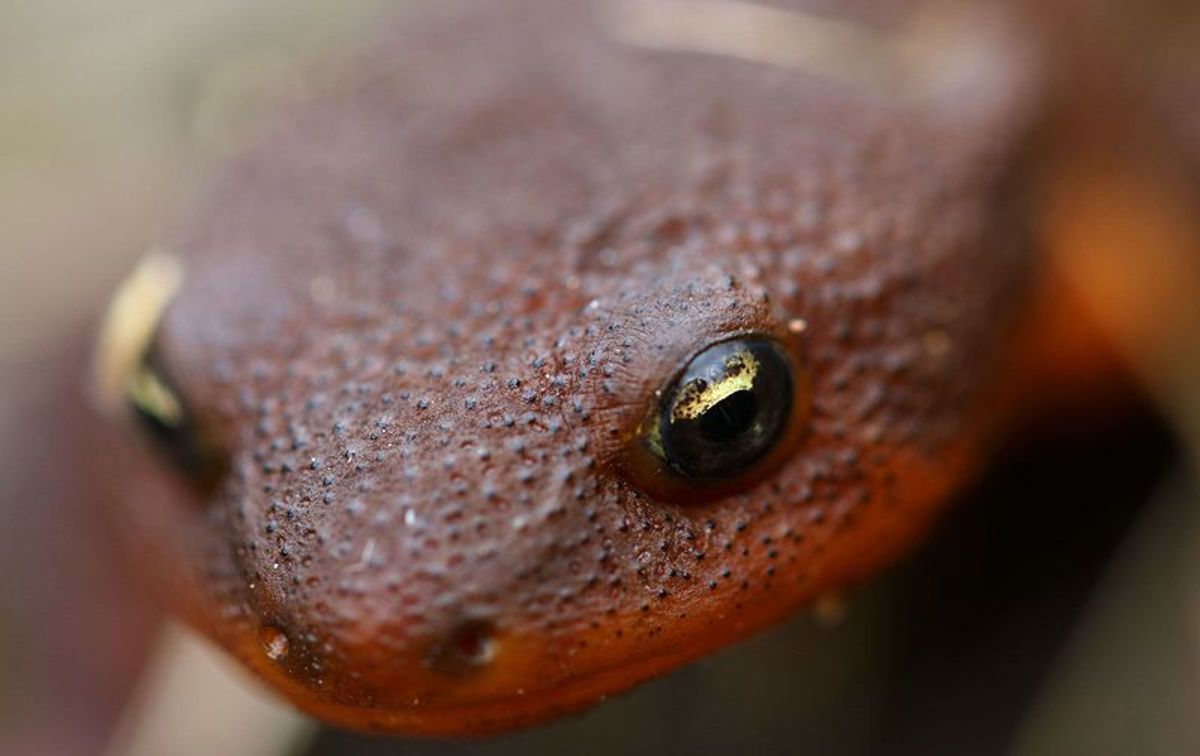 At about the size of an adult hand, the roughskin newt packs a wallop.