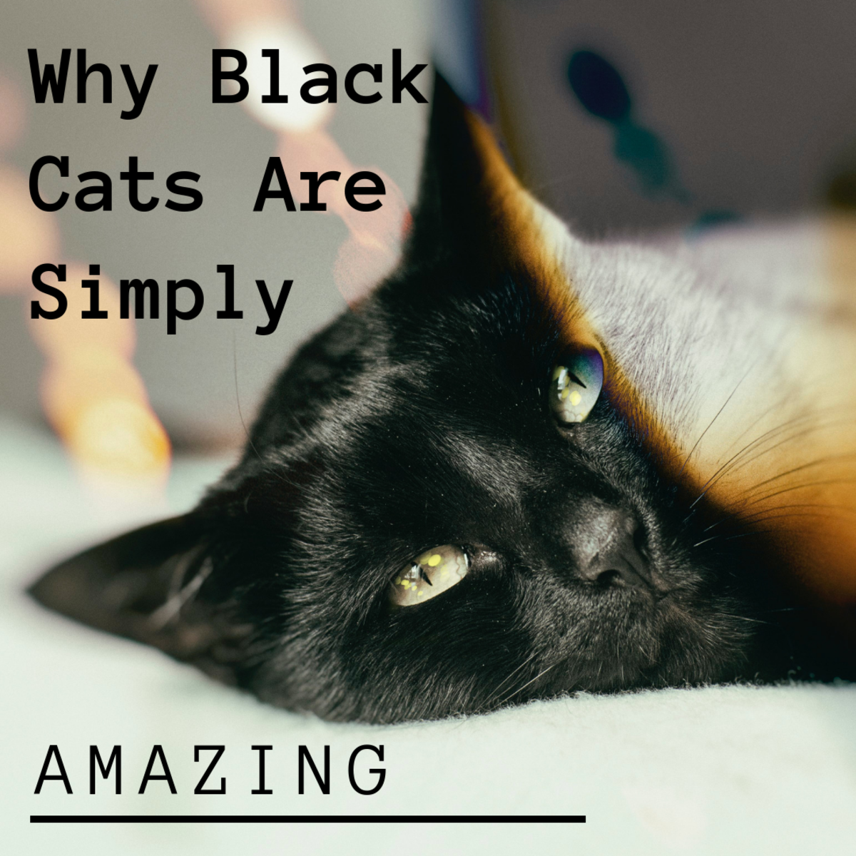 Why Adopt A Black Cat