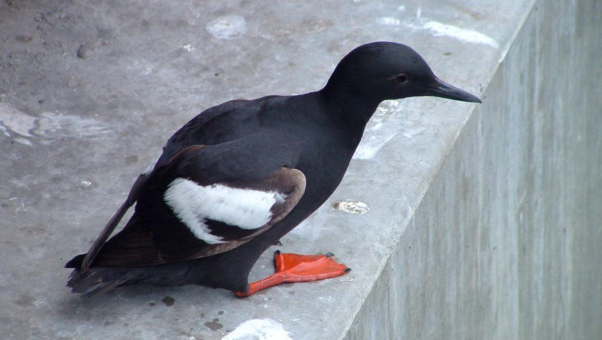 An "Easy" Alcid, the Pigeon Guillemot, on Monterey Bay