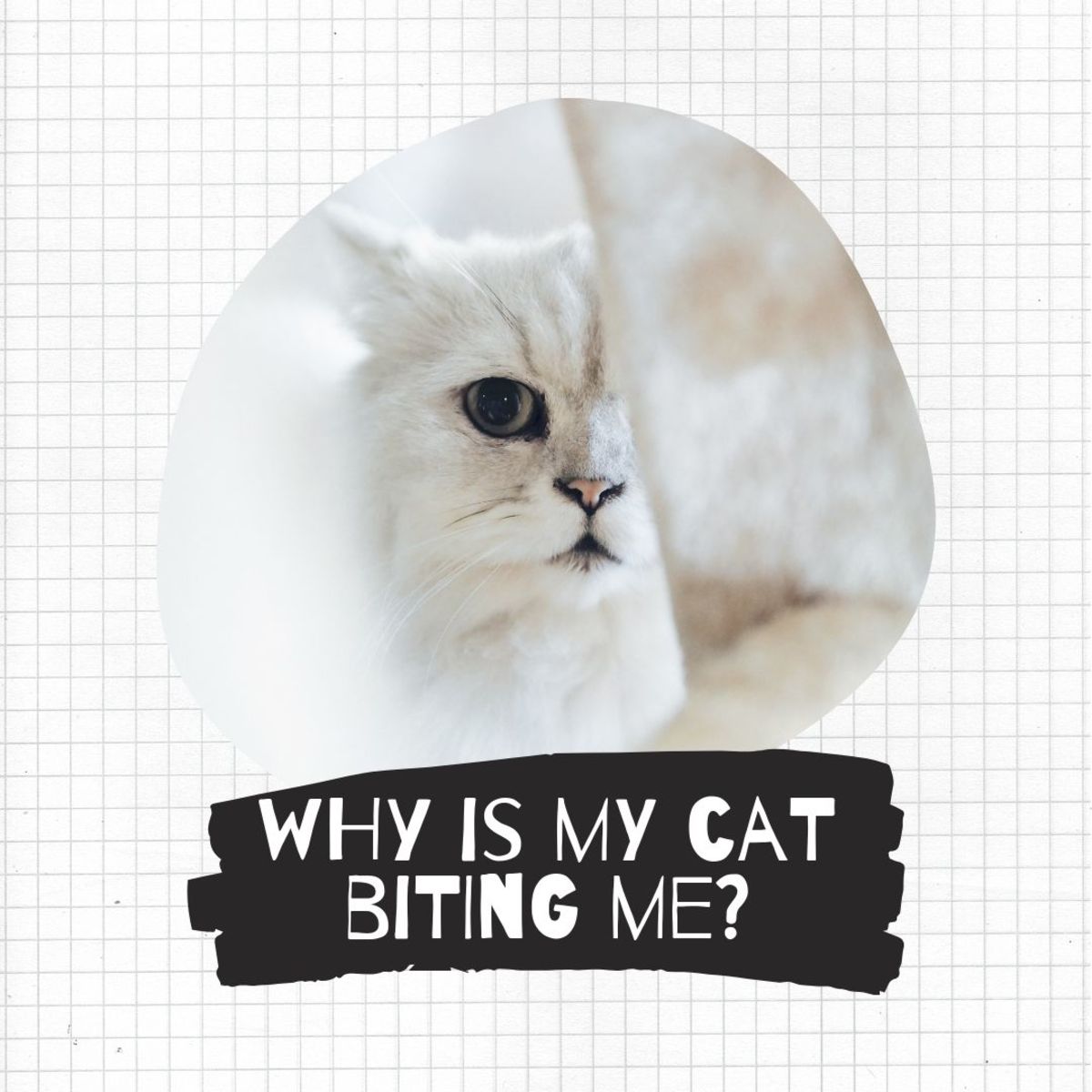 Find out why your cat is biting you and how to deal with it.