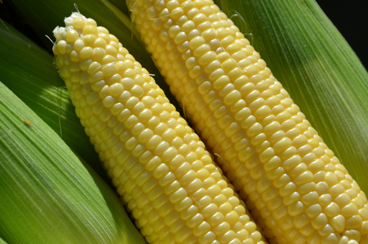 Pressure-Canning Sweet Corn Off the Cob