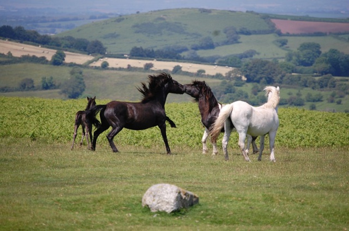 Dartmoor ponies and a foal on the moor