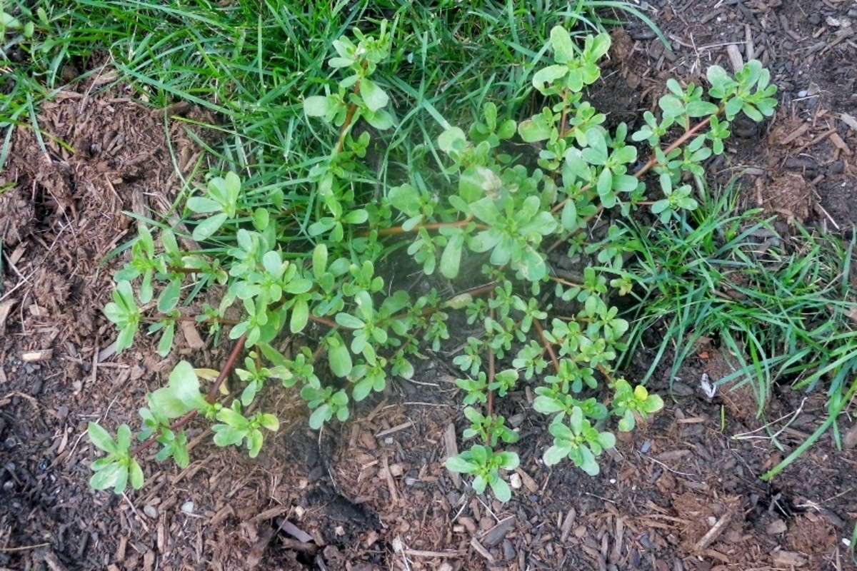Wild purslane grows mostly where a lawn is sparse.