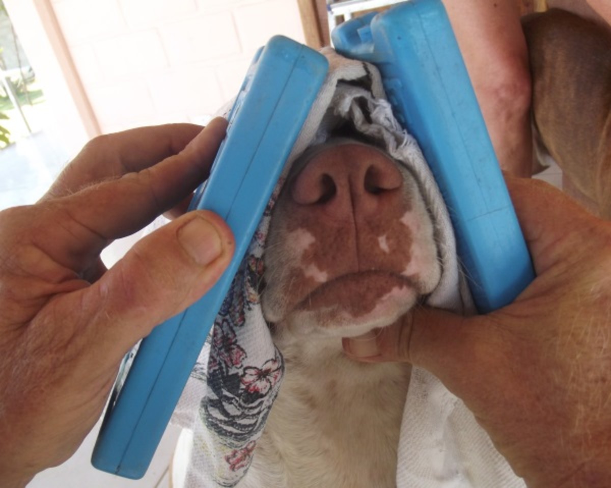 Bloody Nose Emergency Care at Home for Your Dog