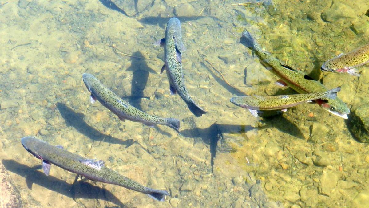 Fishing For Trout - Spinners And Lures