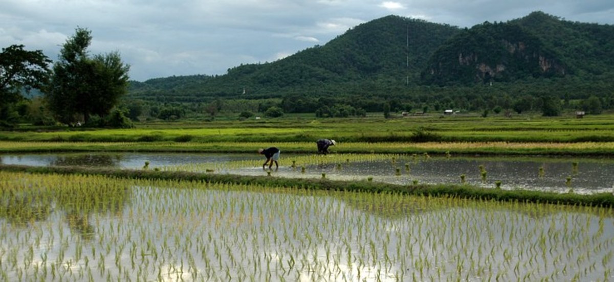 Common rural scene in Thailand