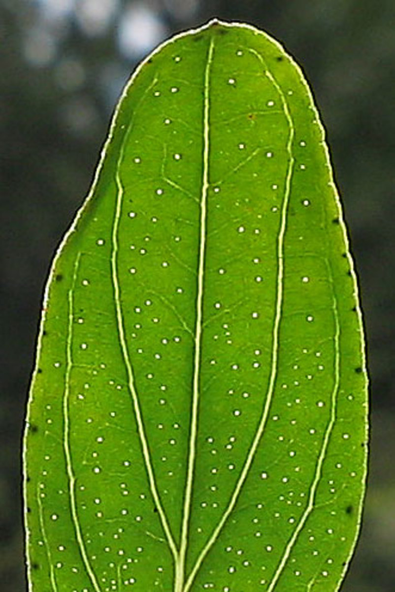 Translucent glandular tissue on the leaves of Hypericum Perforatum