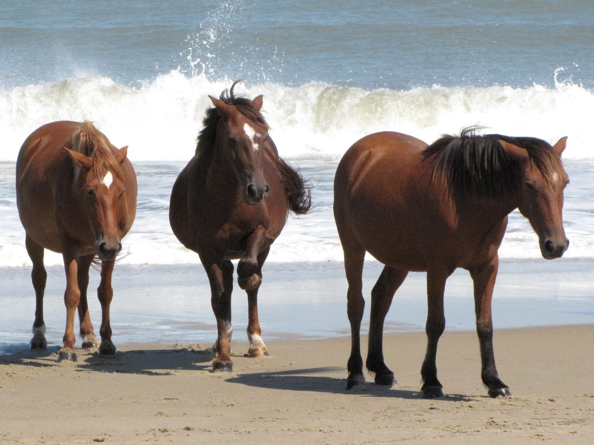 Wild Spanish Mustangs of North Carolina’s Outer Banks
