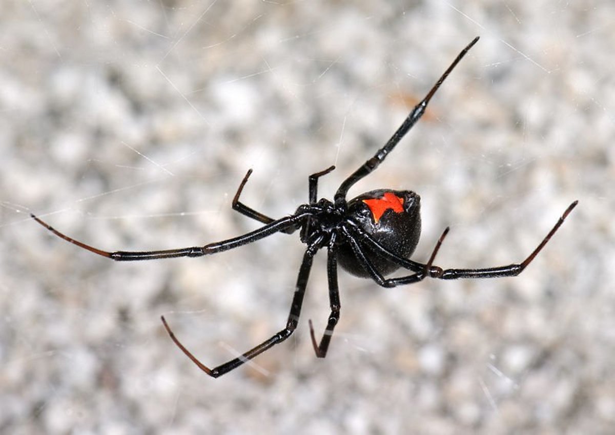 How to Care for a Pet Black Widow Spider
