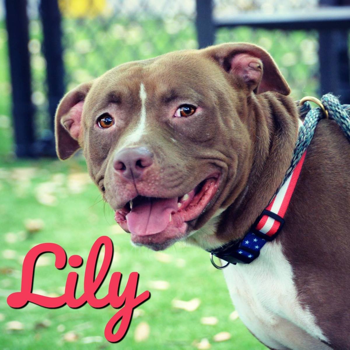 Lily is a current example of the partnership between a rescue and a county shelter.