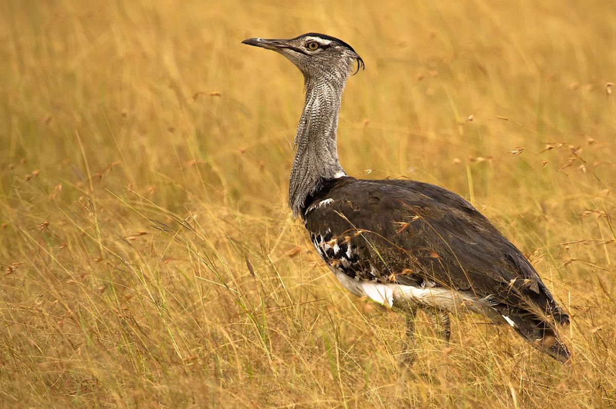 The kori bustard is the heaviest living bird species that is still able to fly.