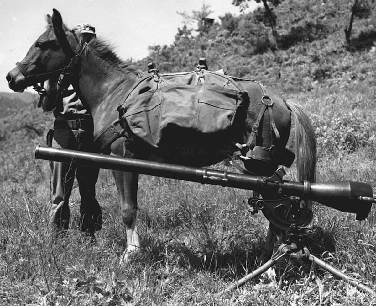 Korean War History: Reckless, the Little Mare That Became a Marine War Horse