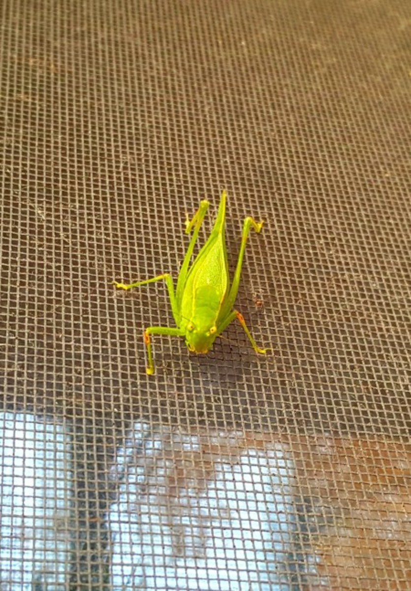 Kenneth, a Katydid my son and I found outside of his bedroom window.