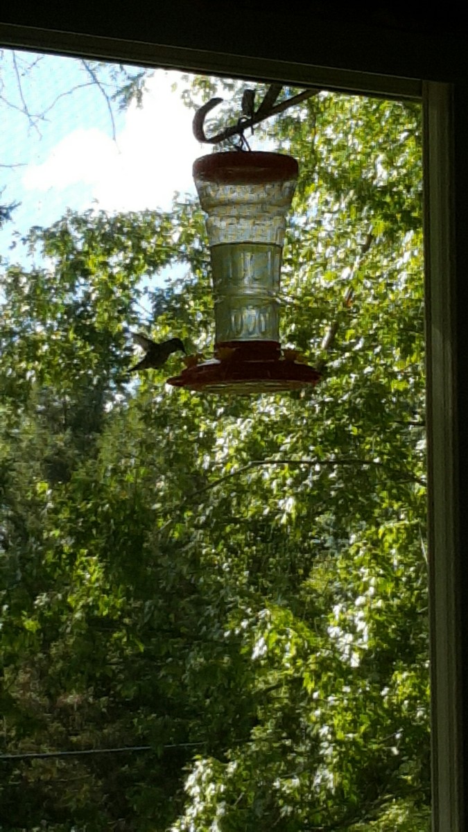 A hummingbird visiting.