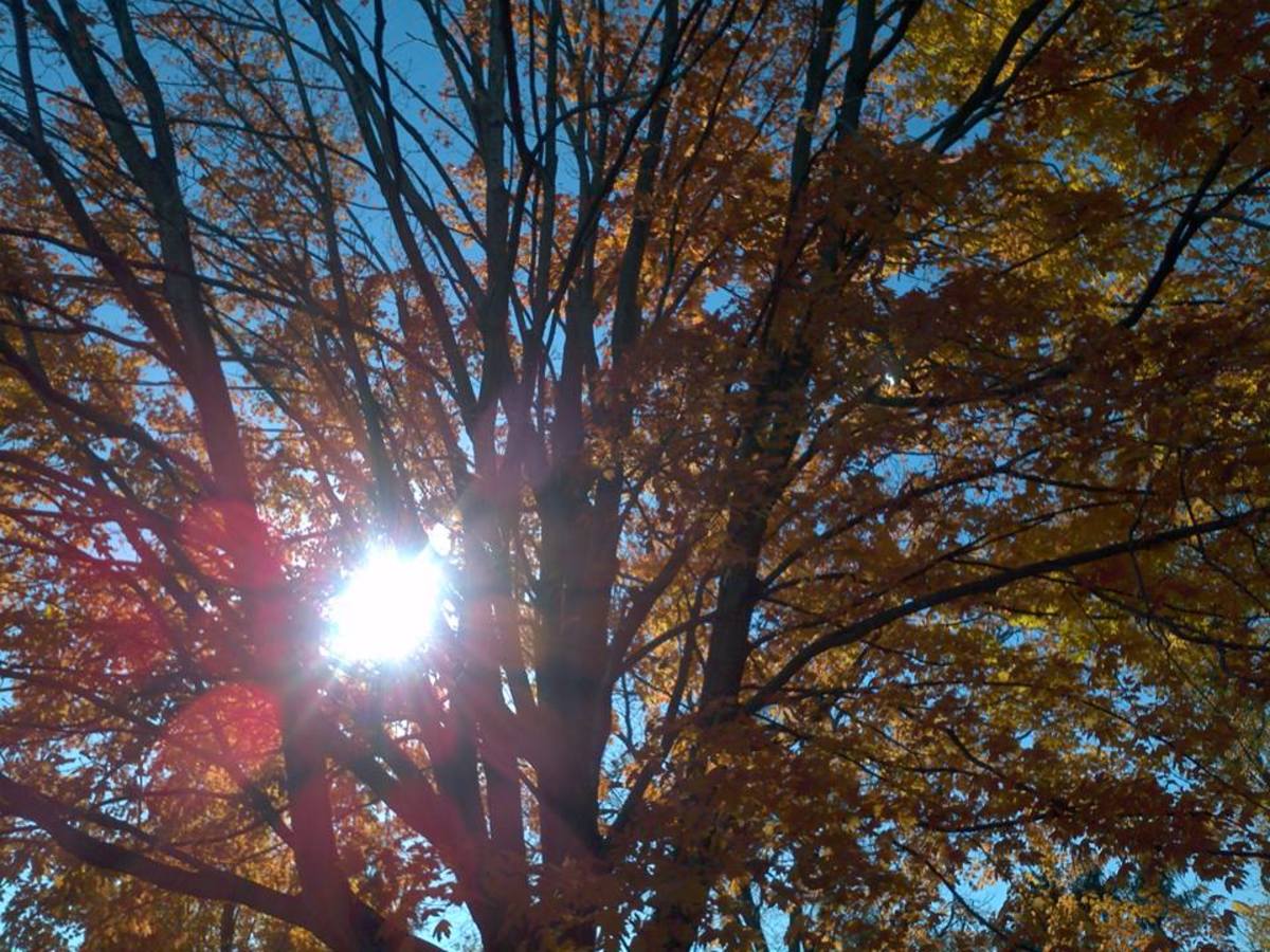 The sun shining on a warm autumn day.