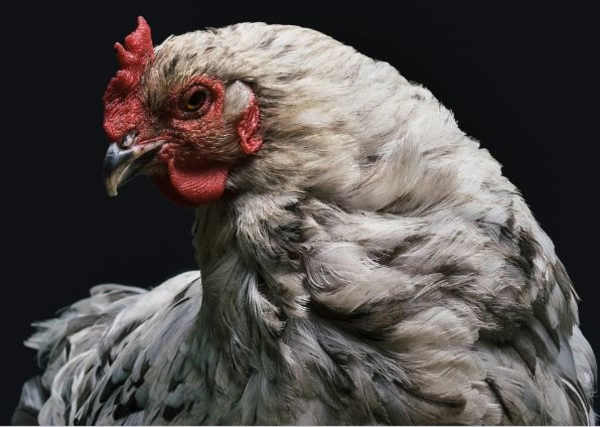 Training Chickens: Is It Possible?