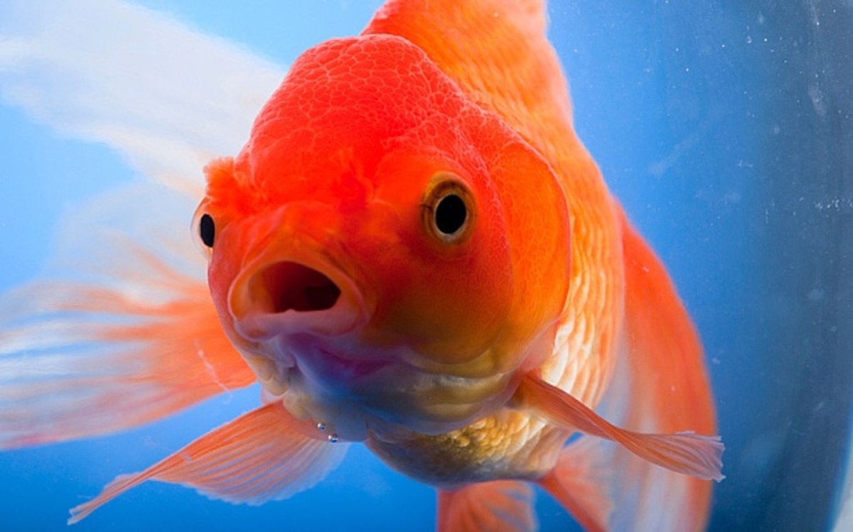 Goldfish are beautiful, and they offer many other benefits as pets.