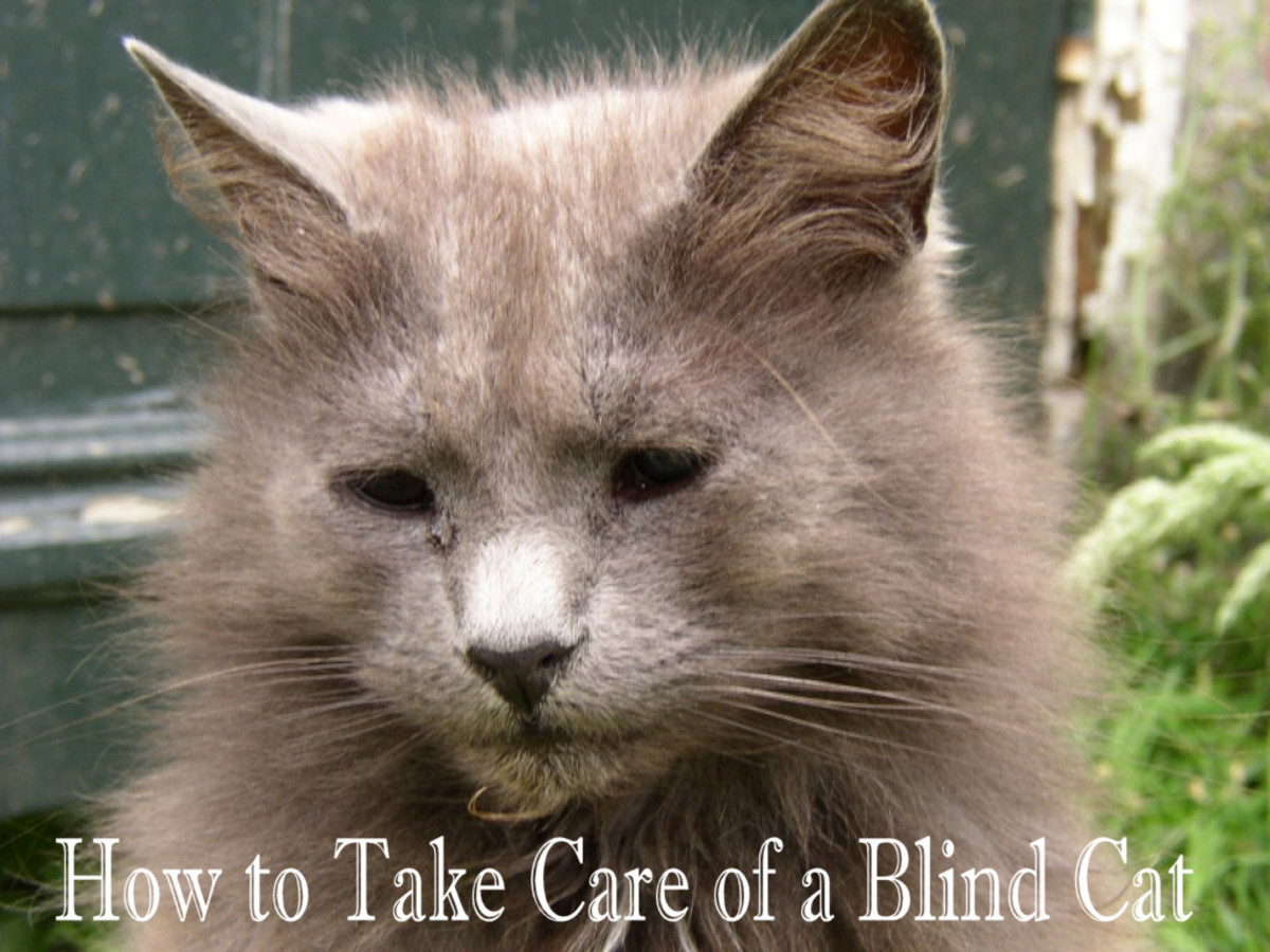 How to Take Care of a Blind Cat in the Best Way HubPages