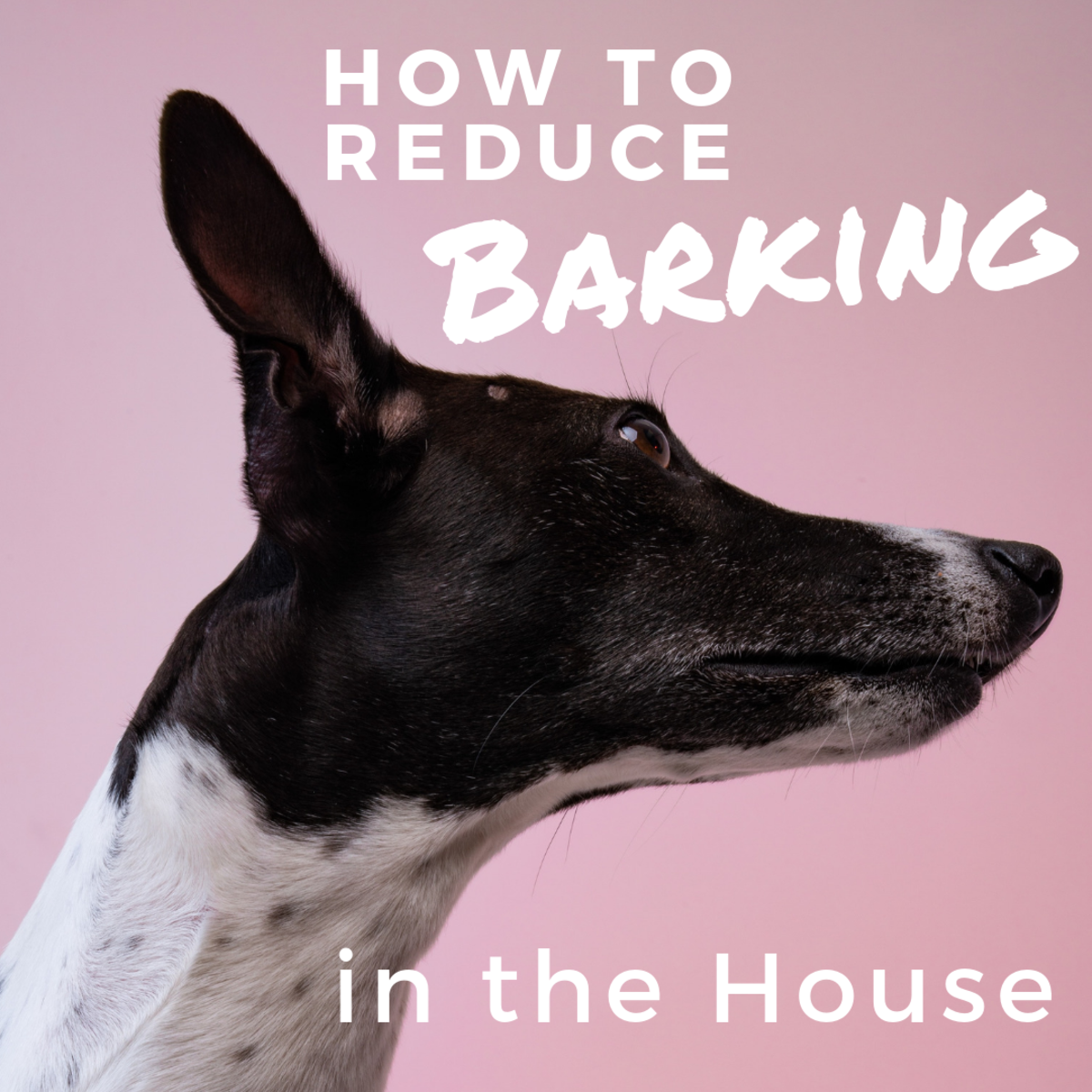 There steps you can take to try to reduce your dog's barking at home.
