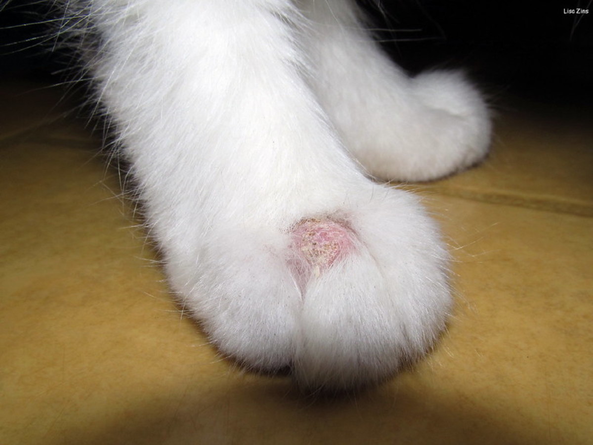Ringworm in Cats : What Are the Signs and How Is It Treated?