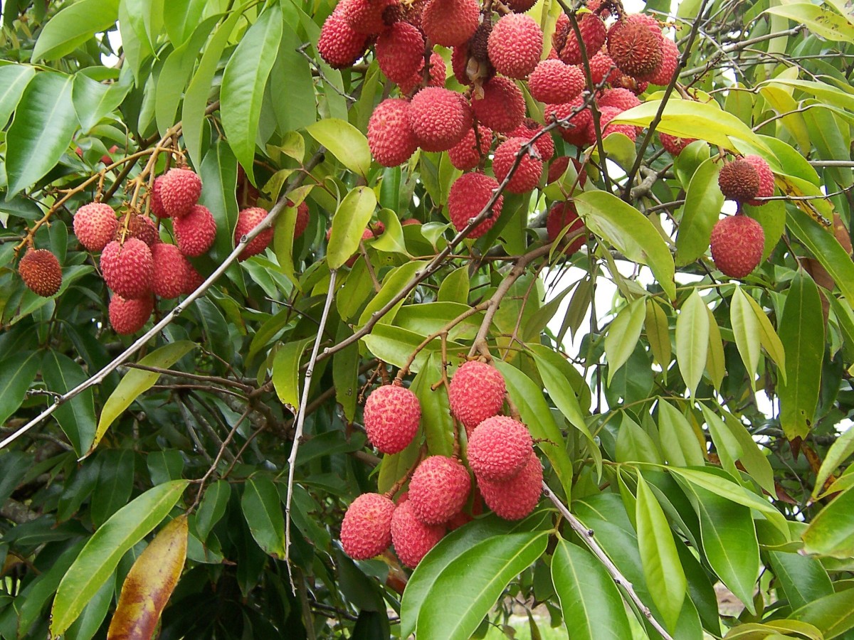 Lychees or litchis