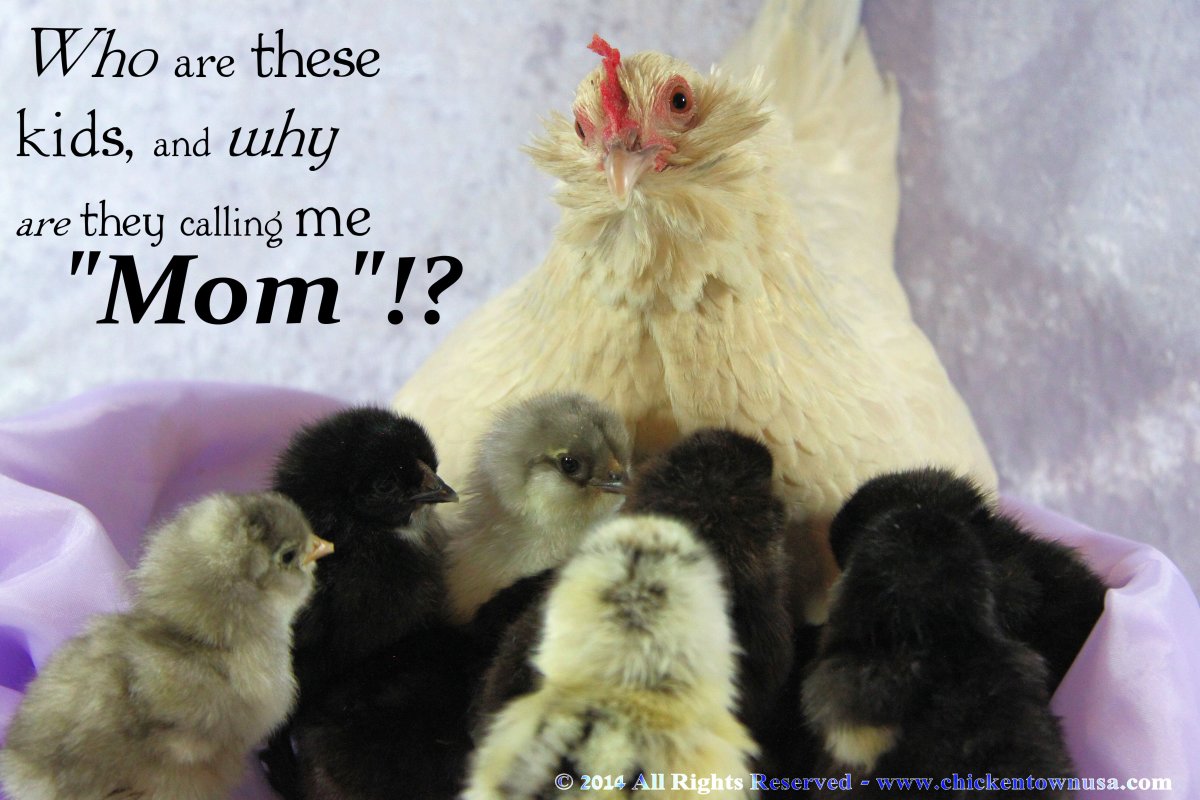 A broody hen is driven to mother chicks—even those that may not be of her own genetic lineage.