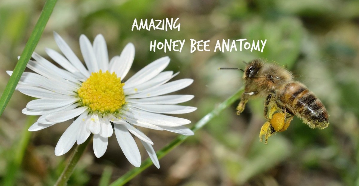 honey bee pollination diagram
