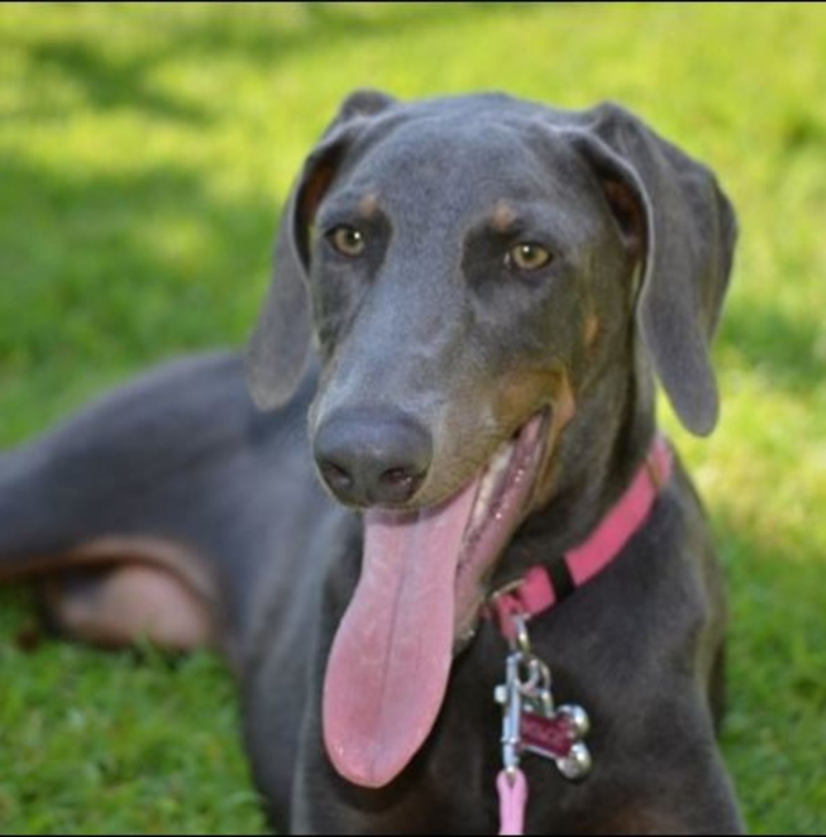 The blue Doberman coat color is the result of a gene that inhibits full pigmentation, resulting in an attractive grayish hue.