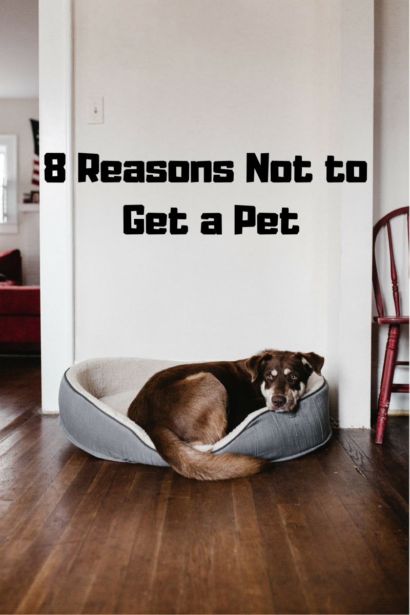 A list of reasons NOT to get a pet. 