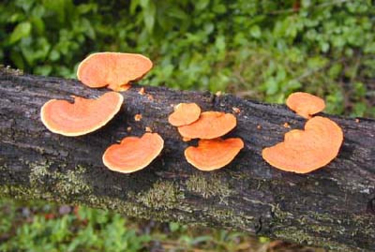 Polypores are responsible for wood decay, and therefore they play an important role in the nutrient cycling and carbon dioxide production of forest ecosystems (Wikipedia,2017).
