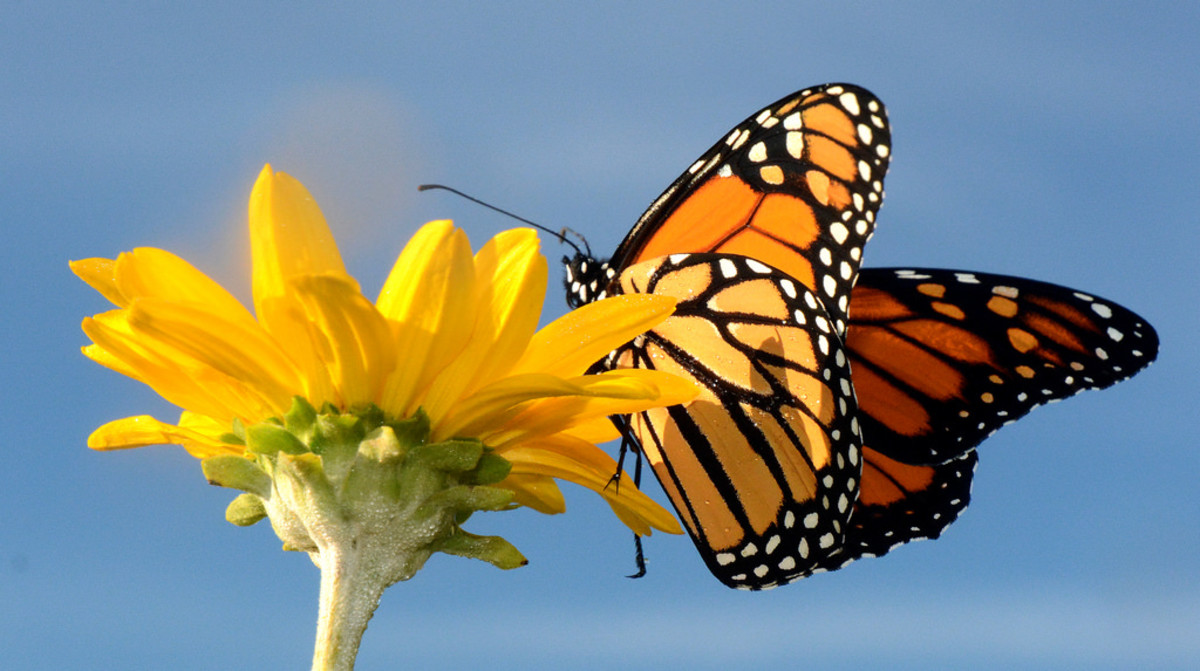Monarch Migration Short Story