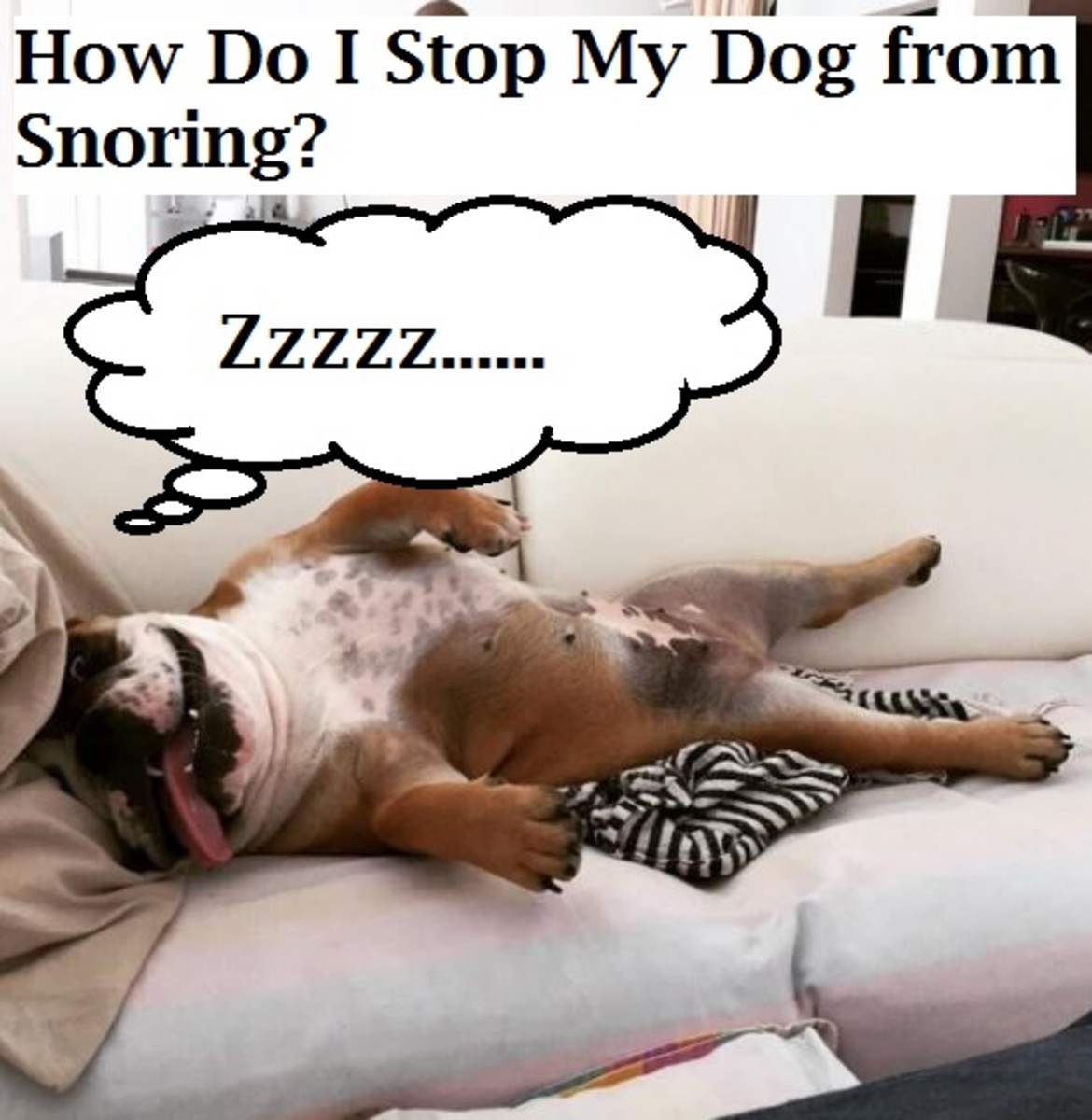 Is your dog's snoring driving you up the wall?