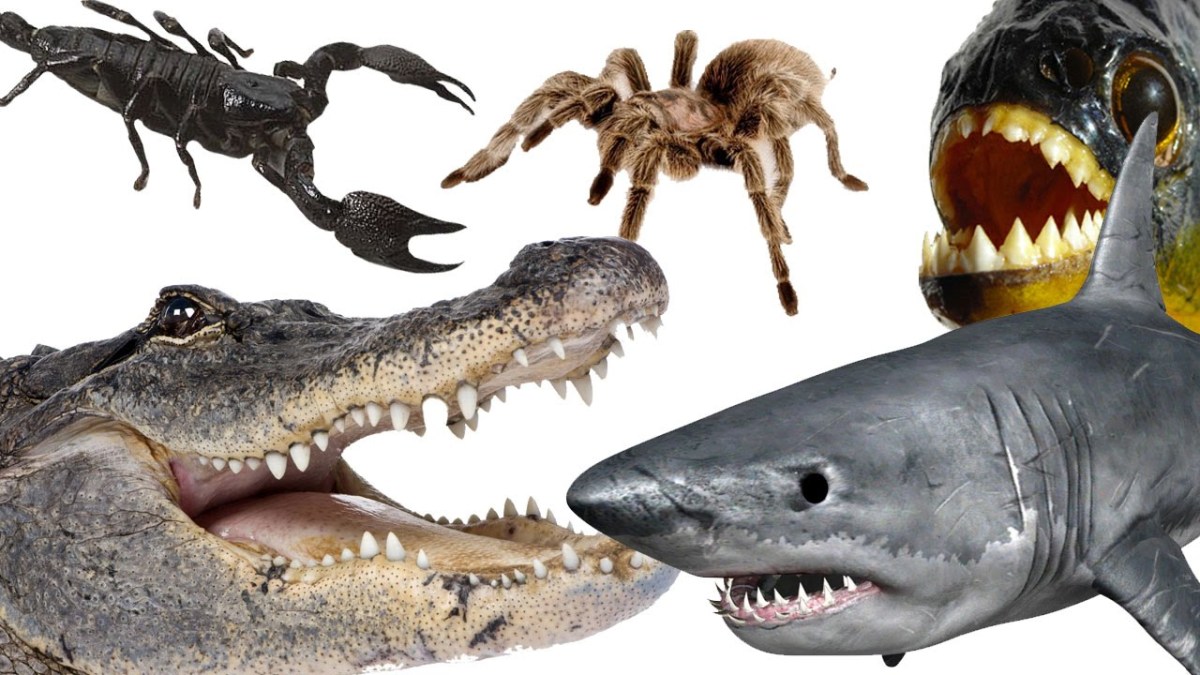 10 Deadliest Animals On The Planet Owlcation