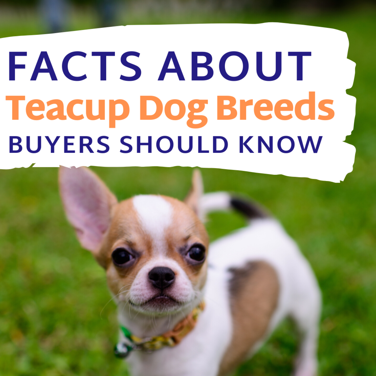 Facts About Teacup Dog Breeds Prospective Buyers Should
Know