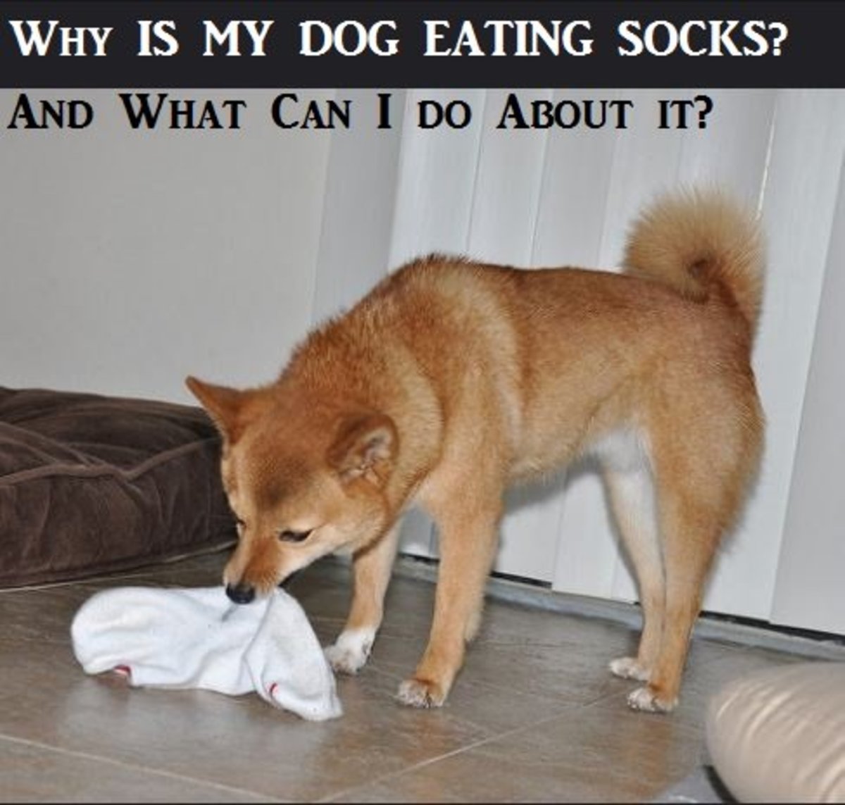 Why Does My Puppy Eat Socks