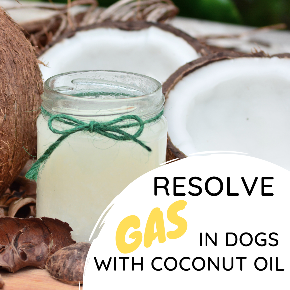 Gassy Dog? How to Stop Their Farts With Coconut Oil
