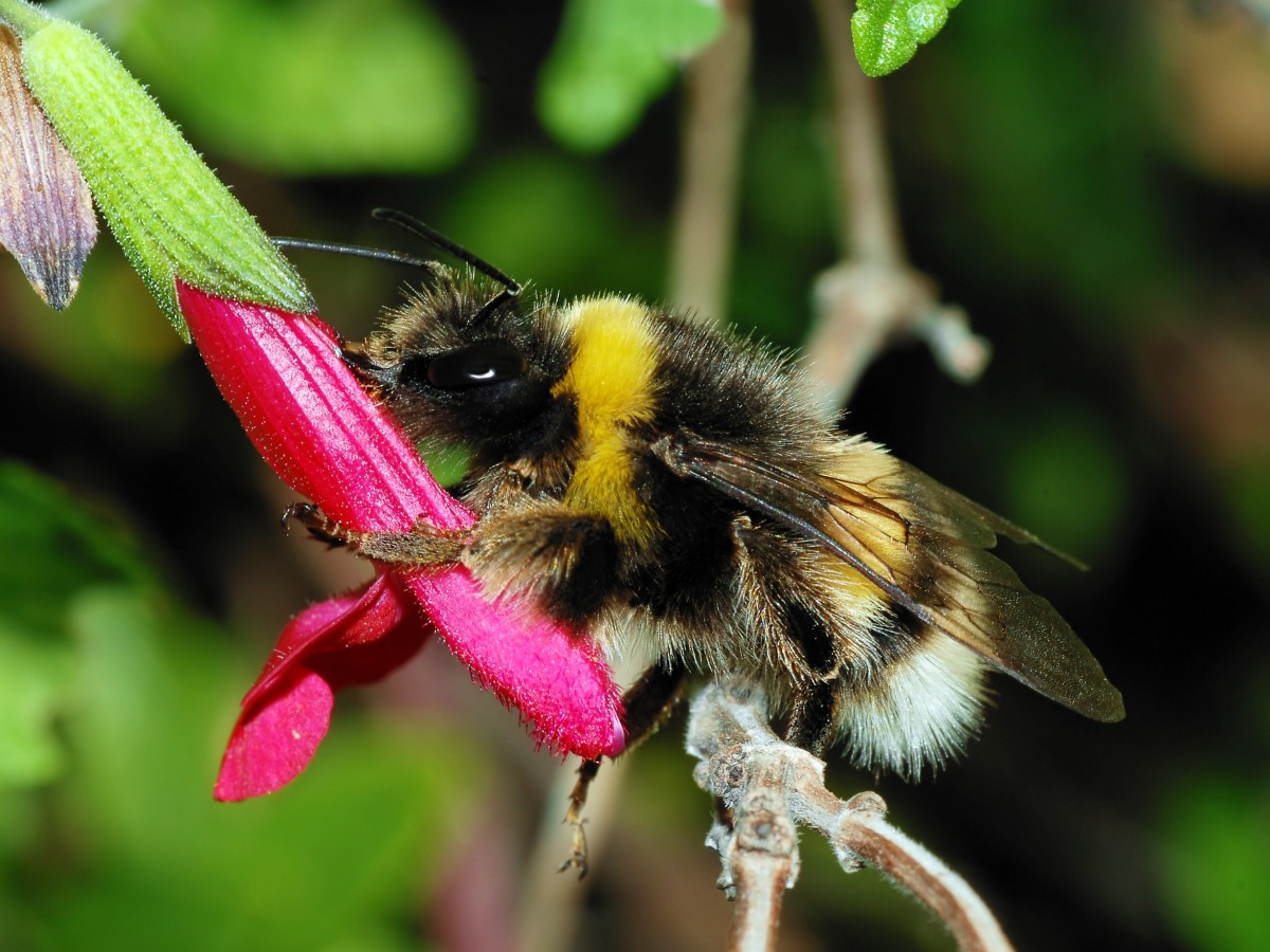 A buff-tailed bumble bee