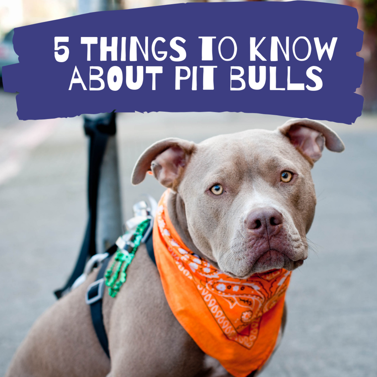 are pitbulls safe to own