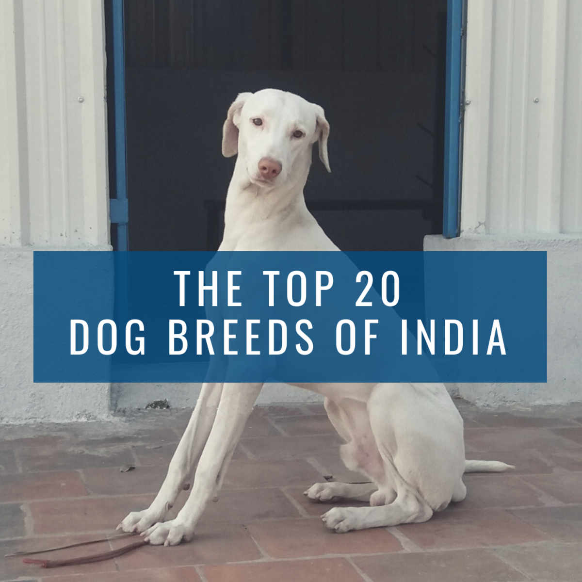 Top 20 Indian Dog Breeds Purchasing Price And Care PetHelpful