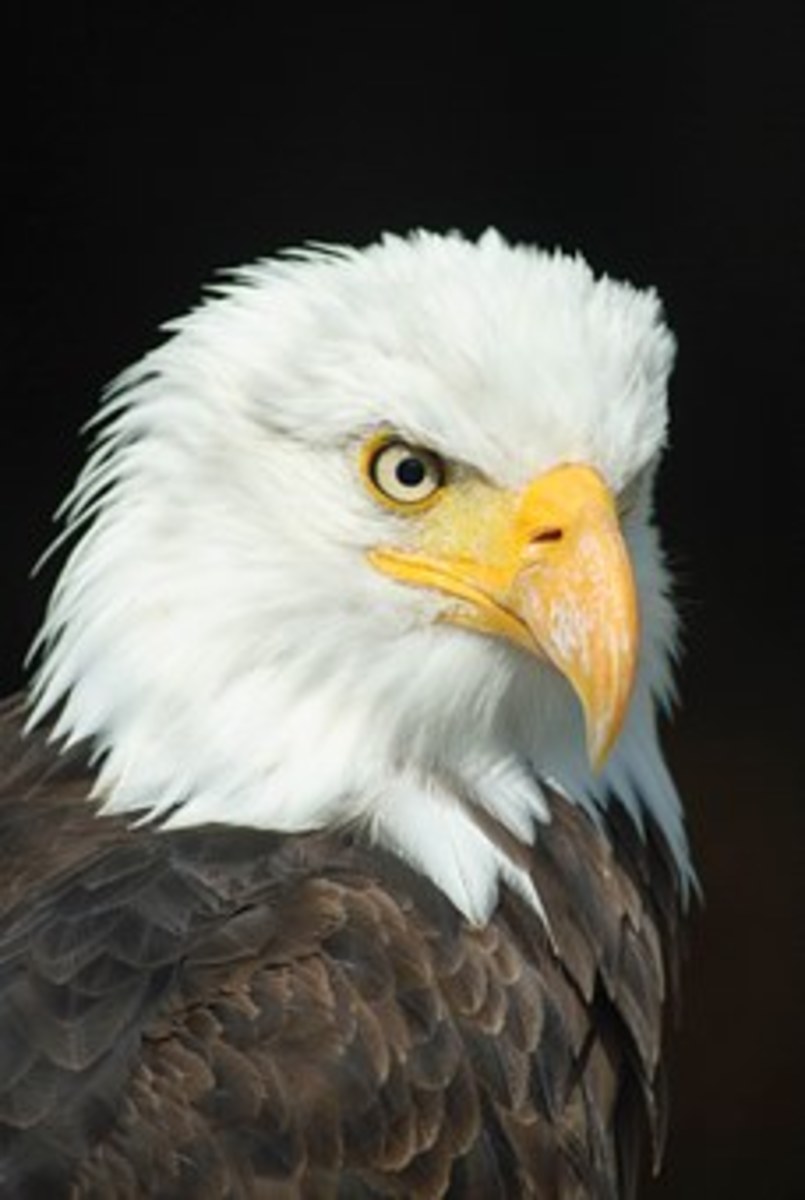 spirit-of-the-eagle