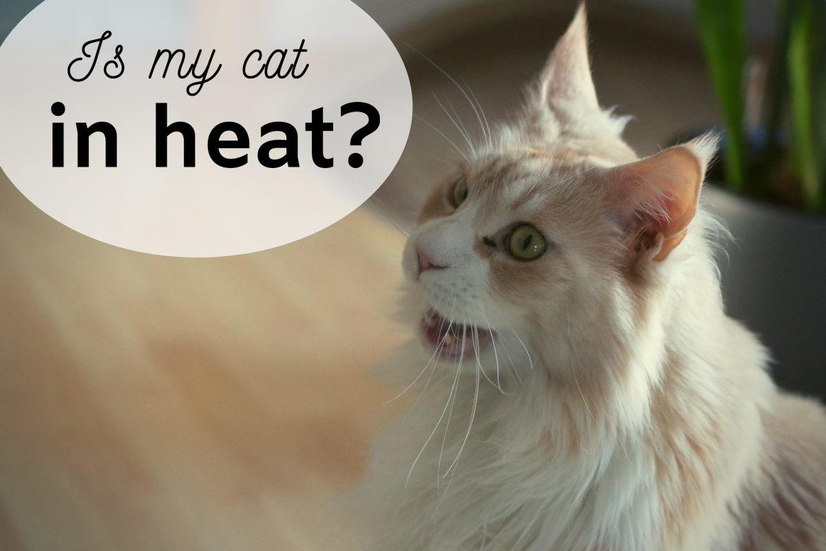 Not a happy camper! Increased vocalizing is one of the many signs of a cat in heat.