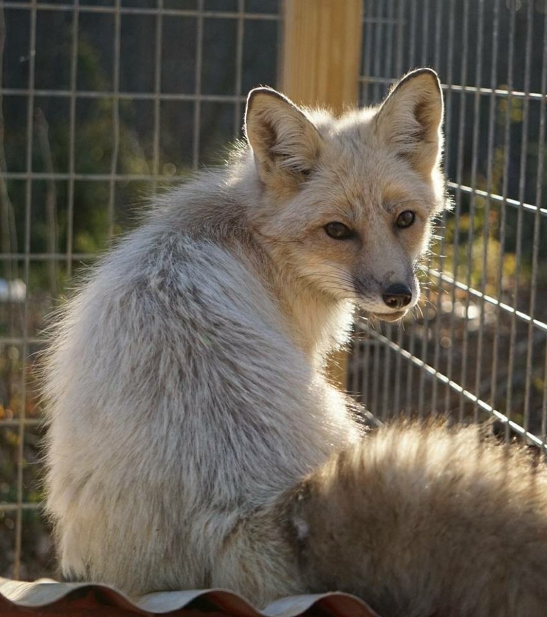 How to Take Care of a Pet Fox - PetHelpful