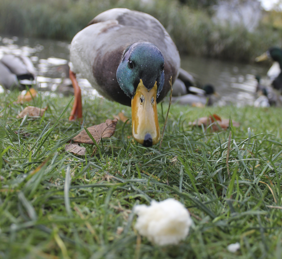 The 10 Best Natural Snacks and Treats for Ducks