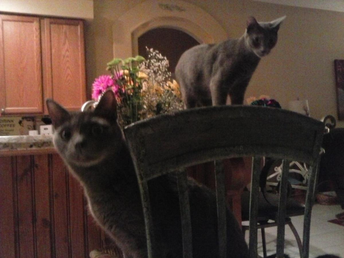 Mister on stool with Sister on counter