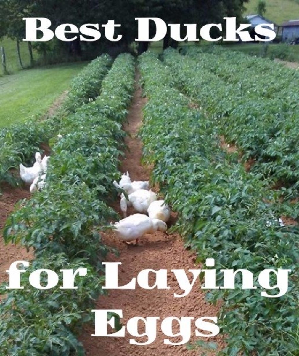 Let's eggsplore the productivity of a few different duck breeds.