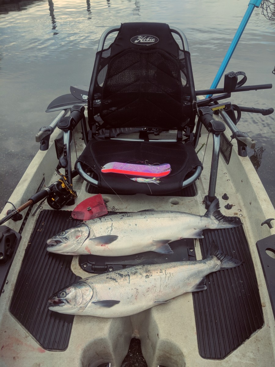 Two piggy Coho. The additional leverage of the Penn Fathom II (pictured) handle is a huge advantage when trolling and cranking in a full diver and flasher rig on the kayak. First season in the new Hobie Pro Angler was an absolute blast!