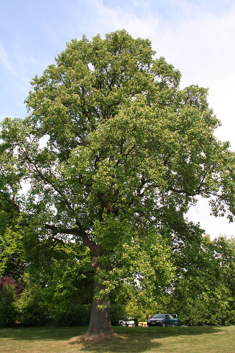 Tulip Poplar Tree Facts Uses And Planting Tips Owlcation